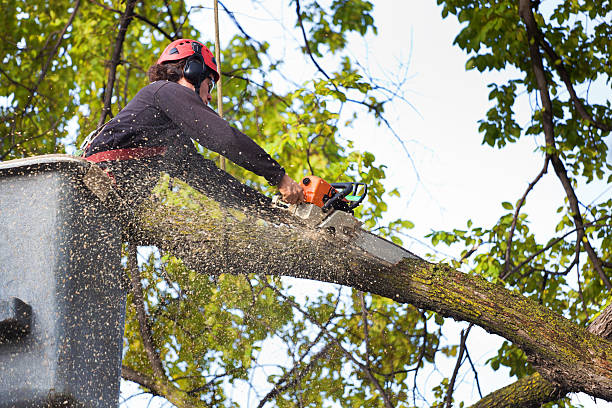 Best Tree Disease Treatment  in Shady Side, MD